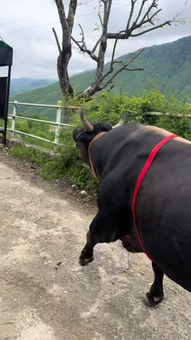 Susmaz benim deli oğlum #boğa #artvin #video #viraltiktok #videoviral 