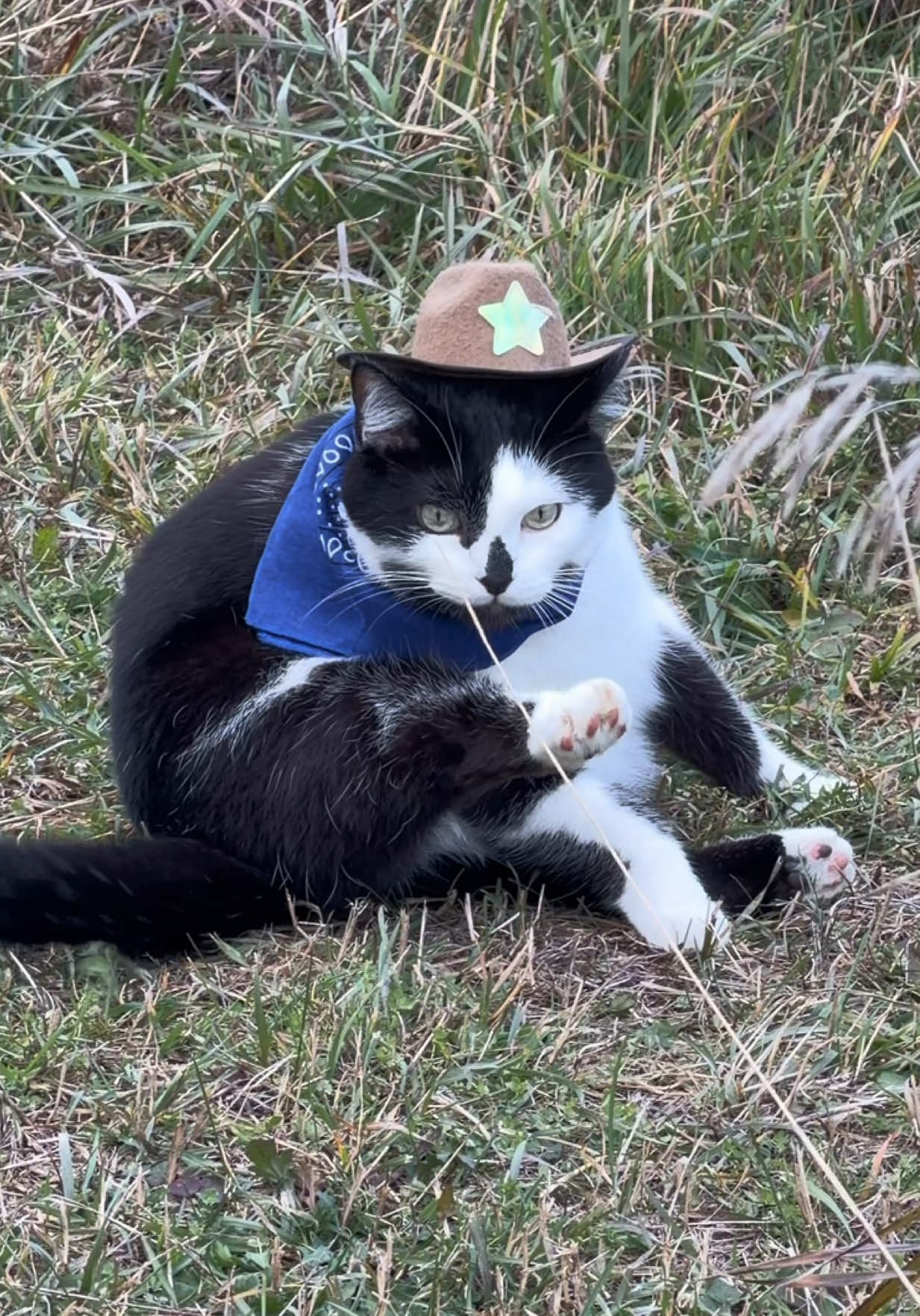 Meowdy purrtners. Jack Spicer vs. the Montysaurus 🧐 🦖  If you’re a fan of Jack Spicer’s kitty cat cowboy content please consider being a real cowpoke and subscribing to his Patreon linked in bio 😊 everything helps ❤️  #cat #cats #catsoftiktok #kittycat #cattok       