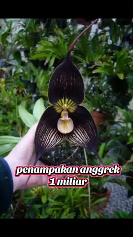 anggrek sultan#anggrek 