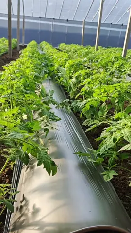 Agricultural planting and irrigation technology#DripIrrigation #AgriculturalPlanting #Greenhouse #Tomato #FounderofIntegratedFisheryAgricultureFarming 