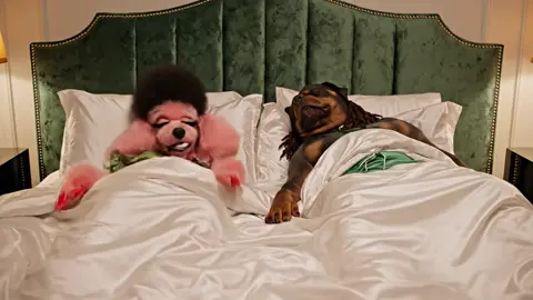 Just stankin up the room 🤮 #aidog #relateable #relationshipgoals #dogpodcast #viralvideo 