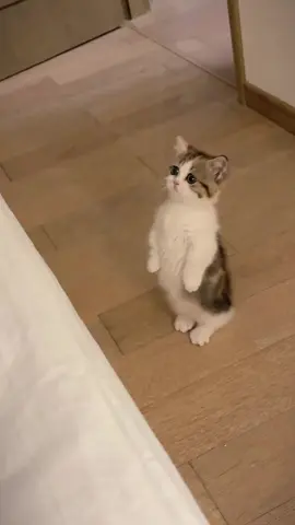 mấy cục cưng quá là dễ thương #pets #kitty #kittypet #petlover #PetsOfTikTok 