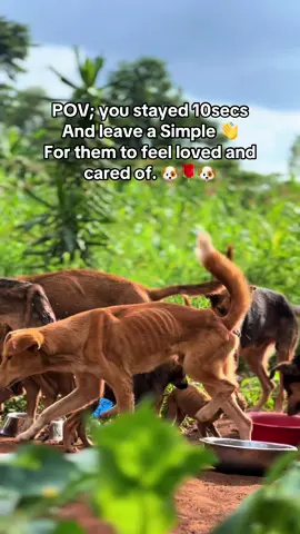 Donation Link In the Bio to help theses creatures #fyp #dogsofttiktok #foryoupage 