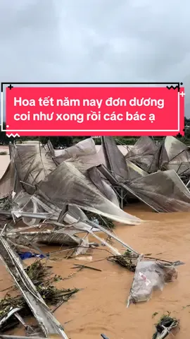 Hoa tết năm nay đơn dương coi như xong rồi các bác ạ. Vùng nào giữ được thì cố gứng nhé.#xuhuongtiktok #lũtaynguyen #lũlụt #hoatet2025 