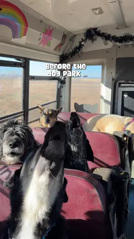 One thing about the dogs on our dog bus: they most definitely will let you know how excited they are about the dog park the entire ride there... then snore louder than the engine on the way back 😅