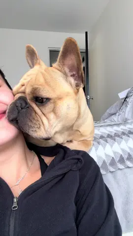 lo que amo a este gordo #fyp #frenchie