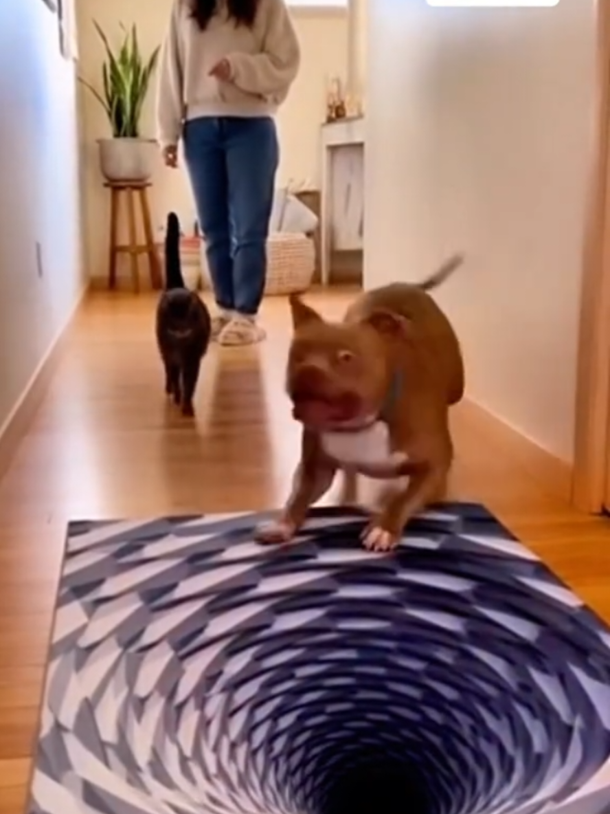 dog and cats so funny shorts 😂 #funny #unitedstates  #fouryou  #funnyvideos #babiesfunny #cr  #fyp #funnybabies  #sofunny #babies  #foryoupage  #fypシ゚#fyp #cutebabies #funnyvideos #baby  #ha#funnybaby #babie #TikTokfunny #fy #unitedstates  #fyp#babiesfunny #TikTok #ty  #viral #lovebaby #foryoupage #fypage  #shorts#video #cute #koherai #cat #Kingdom #fyyy  #socute #fou #fypシ #foryouu  #sofunny#viralfunny #funny #v  #babi  #funnyvideosAli #funnyy  #babymodel#cutebaby#furbaby#babystyle#babycute#happybaby#babyfever#mybabygirl#babylife#babystagram#babygram#newbaby#justbaby#babygifts#babyreels#babyinsta#babybunny#babyhorse#babygirlstyle#babypictures 