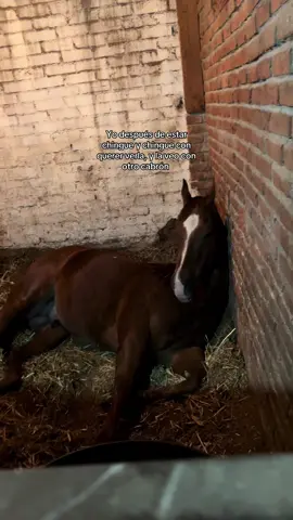 #fyp #foryou #caballos #🥀🖤 #💔 