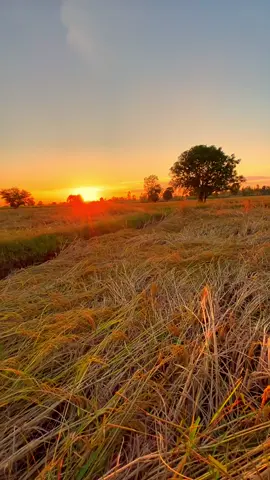 #ท้องฟ้า⛅🌈 #วิวทุ่งนา🌾 #วิวบ้านนอก🍃 #ธรรมชาติบําบัด               #เปิดการมองเห็นเถอะ @TikTok 