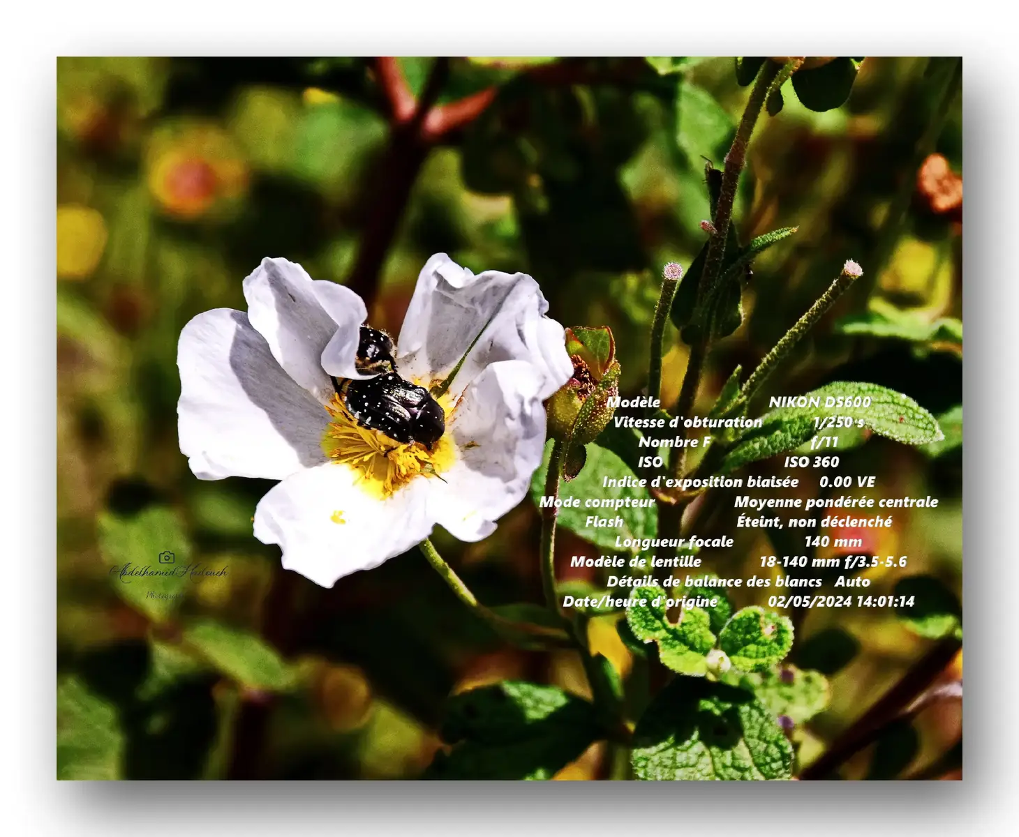 #photography #Abdelhamid #Maroc #hamidpress #