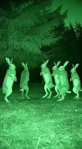 #лезгинка #зайцы #тацуют #суба #субашич 