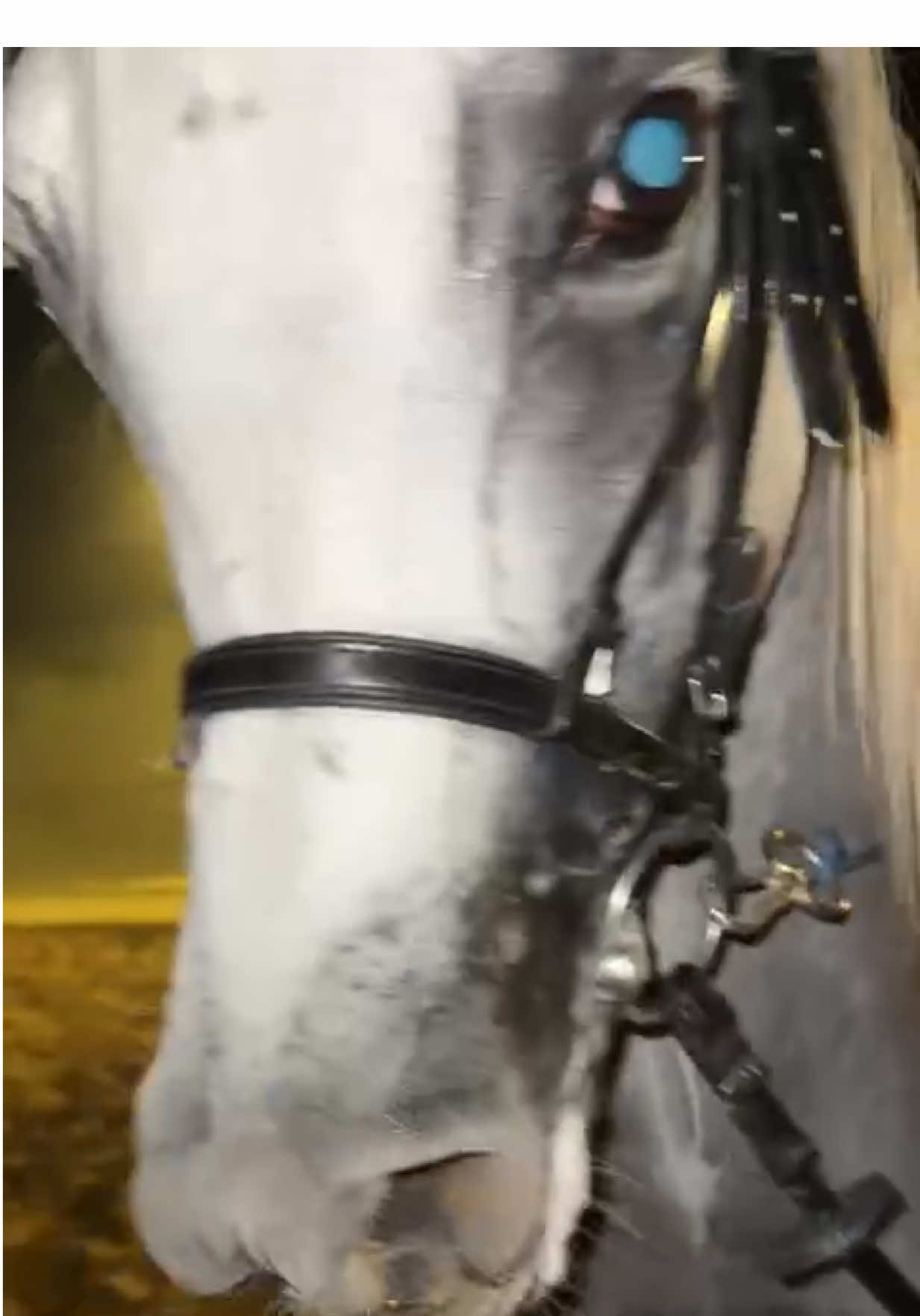 #المزاحميه #جسار 