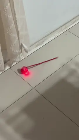 #brinquedo#cachorro#tiktokshop#valeapena#compreoseuagora 