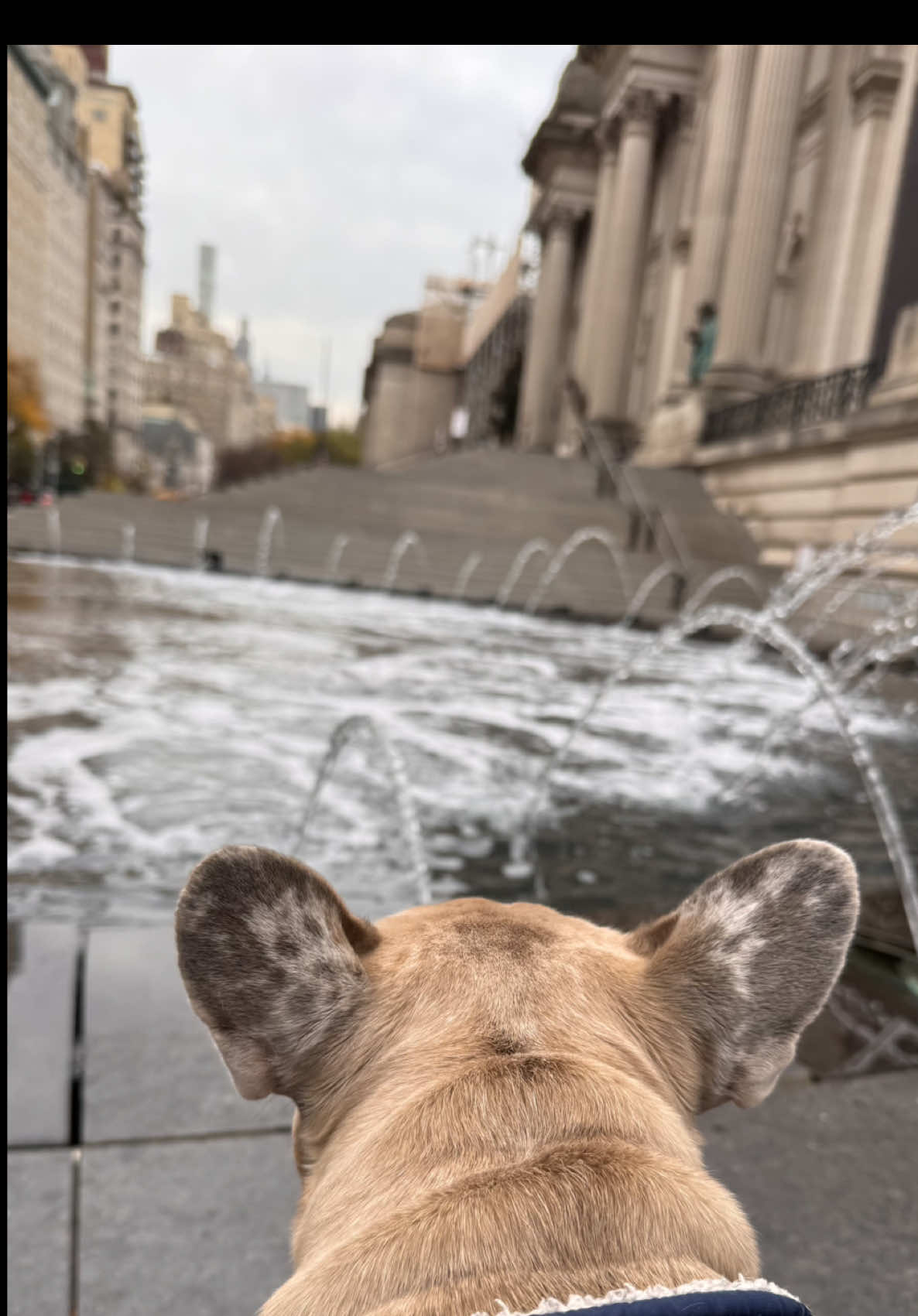 Ego vs Ser Superior ✨#sersuperior #ego #egovshigherself #sabiduriainterior 