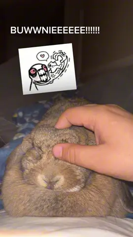 #mavistherabbit #bunny #targetaudience #fyp #blowthisup 