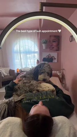 Blitzy loved to work with mom for a day 🥰 #minibernedoodle #dogmom #bringyourdogtowork 