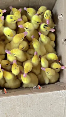 meluncur woo👋🏽 #entokjumbo #berkahmentok #berkahmentokkebumen #entokjumboblitar #entokjumbotronton #entokjumboleherpanjang #peternakmuda #CapCut #fyppppppppppppppppppppppp 