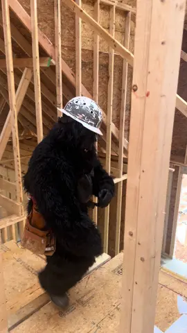 Ya llegó el nuevo chalán 