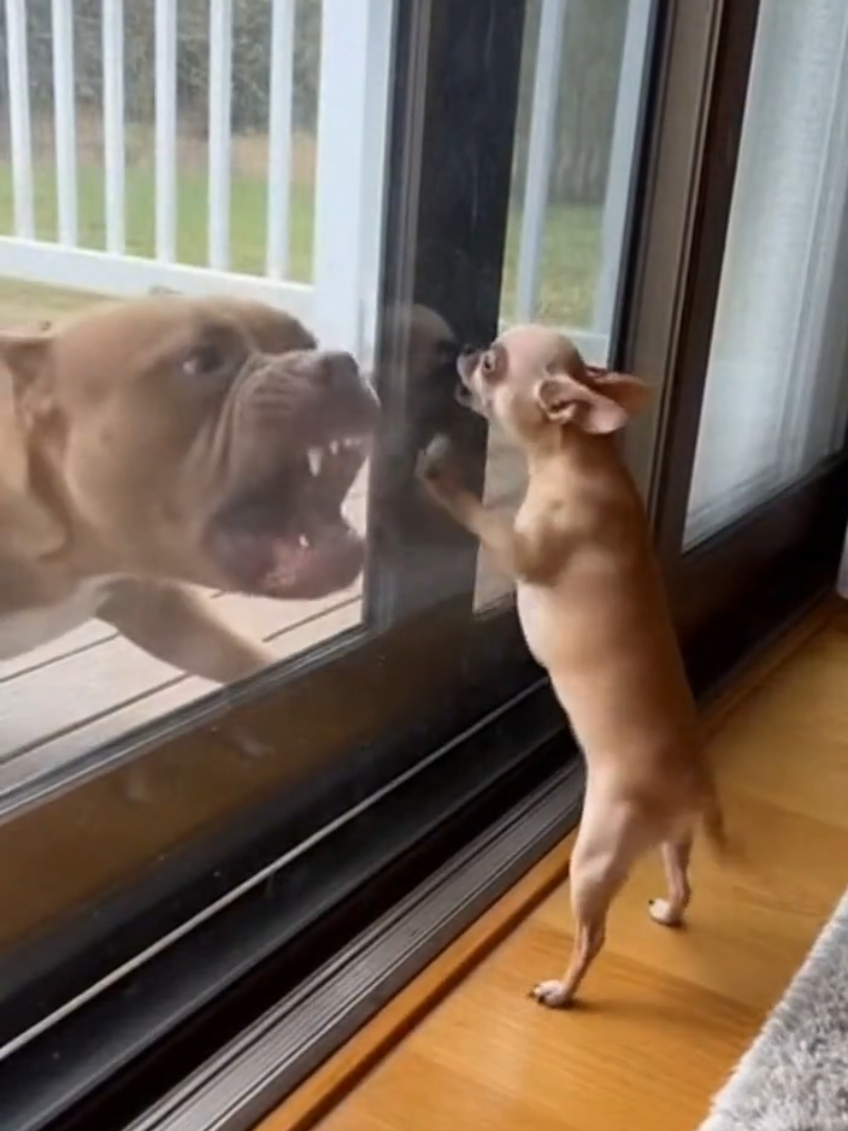 #funny #funnyvideos #viralvideo #videosvirais #videosvirales