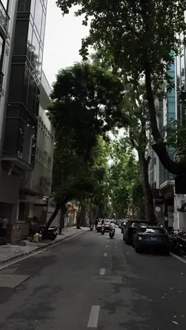 Hoa sữa rơi vây đầy quanh  trên đường nơi anh từng đi với em..🍂🍂#hanoi #thuhanoi #2am 