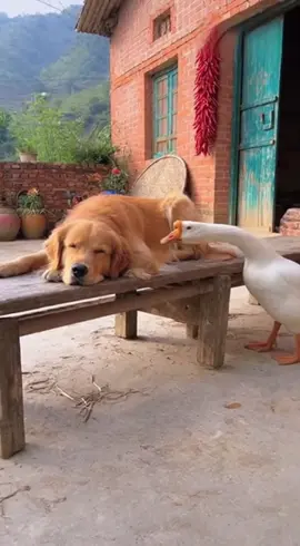 m định lừa ai dị hả 🤣🤣 #dog #funny #animalfunfacts #xh 