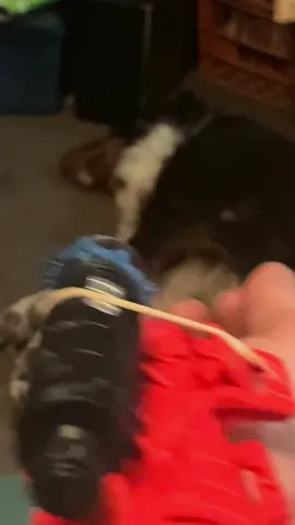 Web launcher #favorite #tiktokshopblackfriday #tiktokshopcybermonday #BFCM #kidsstuff 