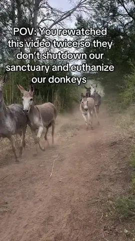 #donkeys #sanctuary #unitedstates 
