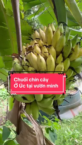 Thu hoạch chuối chín cây ở Úc vs em cả nhà ạ. #fyp #xuhuong #farmer #cuocsonguc 