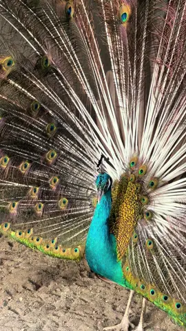 Woww 🥰🦚#fyp #fypage #oldhousefarm #cirebon #merak 