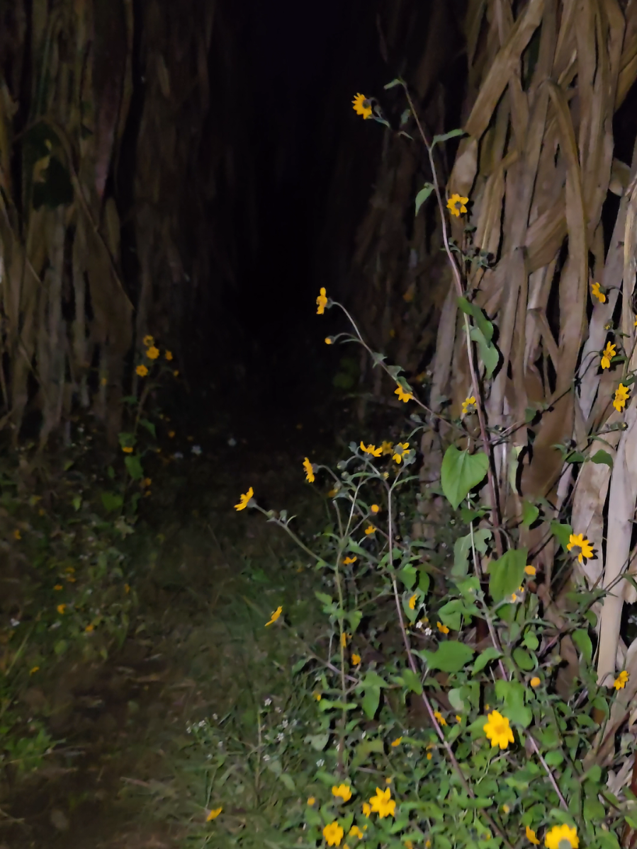 #Snowfall #night #adelsontojilgt 