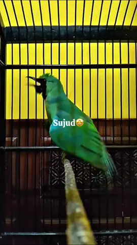 Yang suka mewah🤩#cucakhijaubanyuwangi #cucakhijaubebeci #alaspurwobanyuwangi #bismillahfyp #fyp #fypforyou 