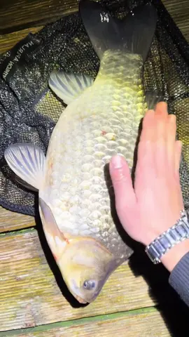 Diếc bên tây nó khác bọt thật #cadiec #cauca 