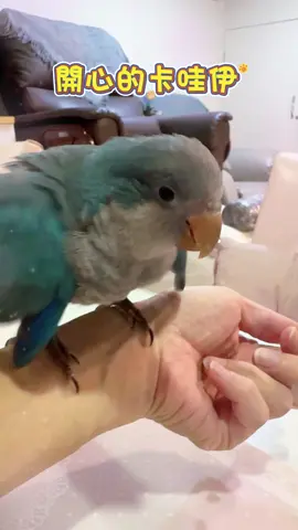 開心的卡哇伊❤️ #鳥寶🐦🍼 2個月22天 #蓁心❤️新手媽媽👩 #藍和尚鸚鵡 #和尚鸚鵡 #敲口愛💋 @蓁心❤️🎵特助🎤 