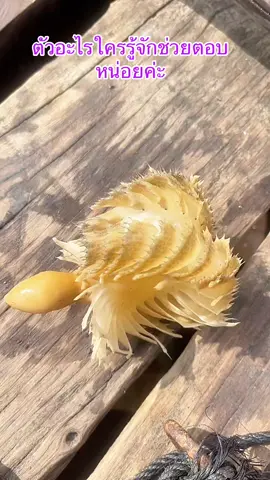 ช่วยตอบหน่อย#ตกปลา #เที่ยวทะเล #เหยื่อตกปลา #อุปกรณ์ตกปลา #จ๊ะผ๊ะพาลงเล 