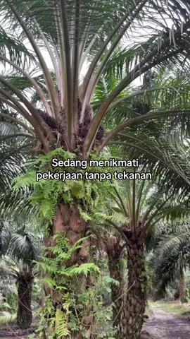 🤩🤩#storysawit #kulisawit #petanimuda #sawittiktok 