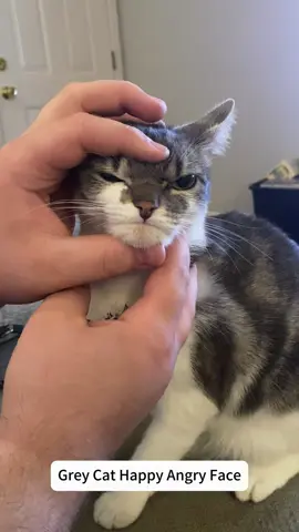 Expressionful cat face #cat #funnycat #cats #funnyvideos #fyp