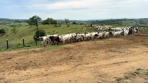 Na lida do gado MG 