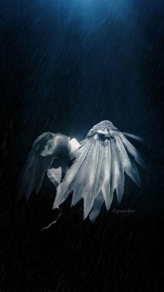 •°☆🥺❤️🎀🇱🇾☆°• . . . . #Love #libya🇱🇾 #nano #sabha #fyp #explore #drawing #princess #knight #goldenbrown #digitalart #نانو #ليبيا🇱🇾 #سبها #رسم #اكسبلور #الشعب_الصيني_ماله_حل😂😂 