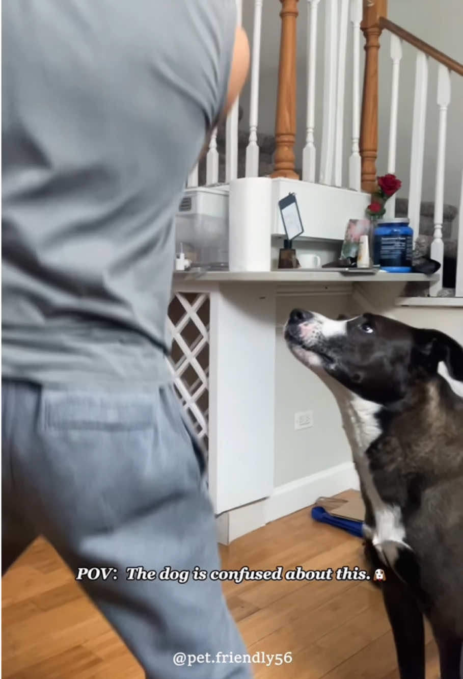 Dog is very confused 🐶🤣🤣#funnyvideos #funnydog #dog #fyp #animals 
