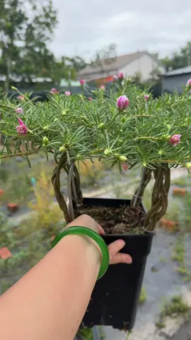 hoa mười giờ bonsai hôm nay vườn e lên đủ mẫu #trongcay #lamvuon #hoamuoigiobonsai #hoamuoigio #vuonhoathamnguyen 