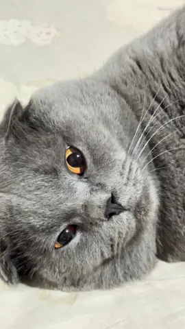 Temani mama terus yaa sehat” yaa buntelan abu” kuu #parangancat #fypage #catoftiktok 