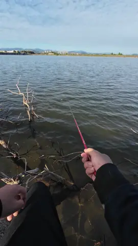 Cá ăn lúc nào ko biết luôn 😳#cauca#câucá#fishing