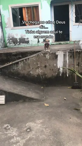 A cada dia que passa a saudade aumenta... Te amarei pra sempre minha Nina, te amarei pra sempre 🥺🤍 #saudadespet #saudadesdog #amomydog #lutodog #amomeucachorro
