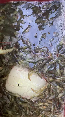 #udangvaname #bluecore #tambakudang #maximolt #panenudang 