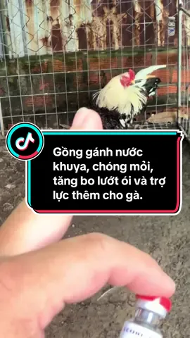 Gồng gánh nước khuya, chóng mỏi, tăng bo lướt ói và trợ lực thêm cho gà. #thuy68 #ga #c1 #c2 #c3 