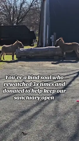 Your help is our hope #usa #unitedstates #usadonkey🇺🇸 #usa_tiktok #donkeys 