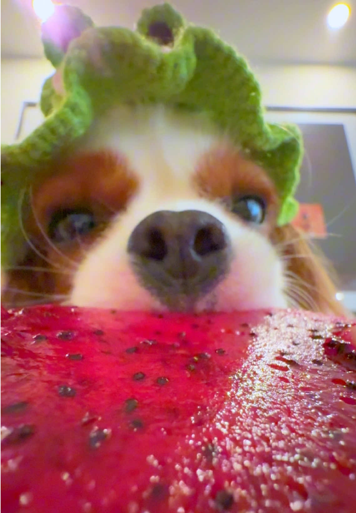 He loves Dragon fruit!#cavalierkingcharles #puppy #dogsoftiktok #dogtok #dog 