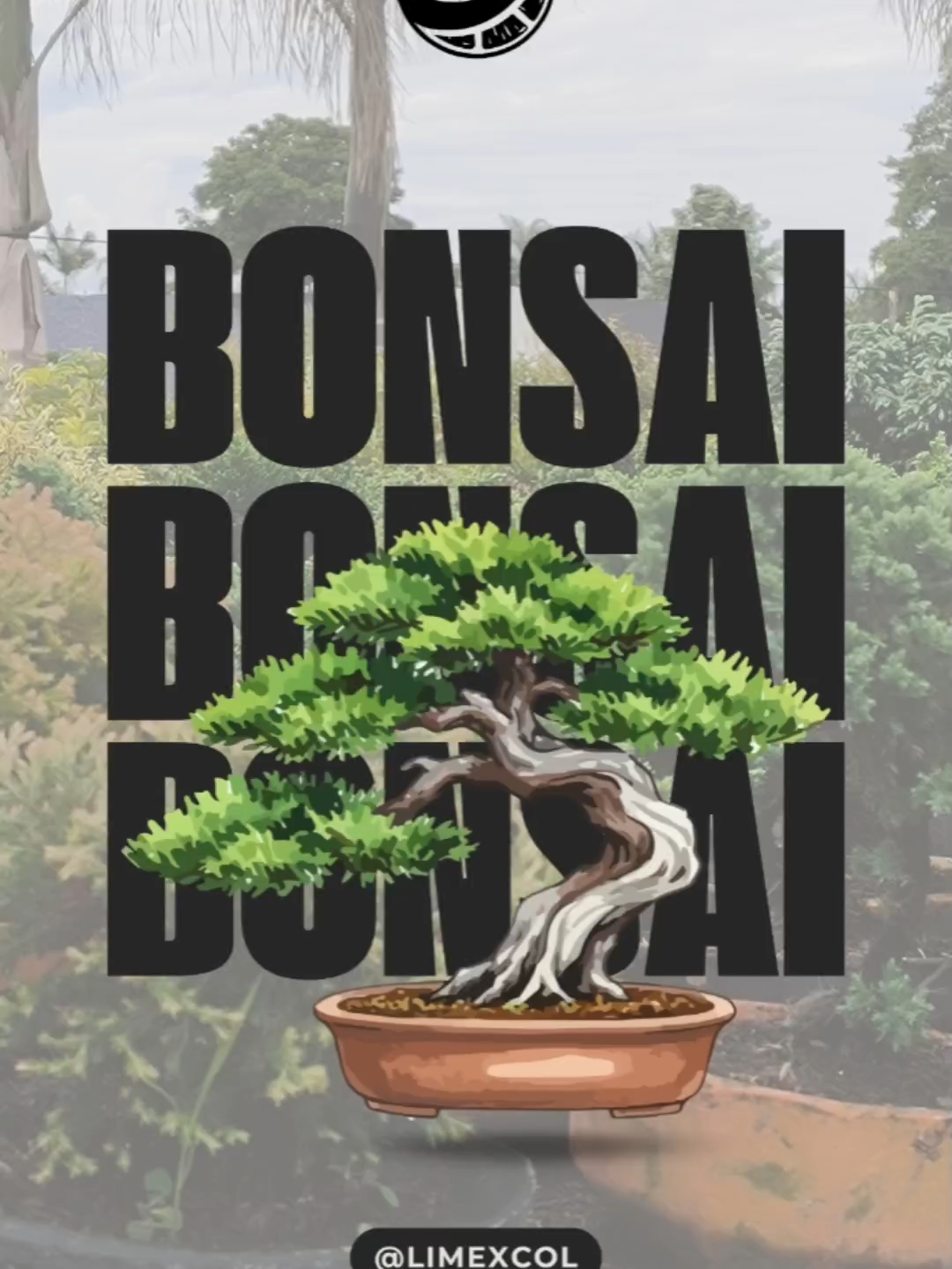 El tamaño de la maceta (plato) influye en el desarrollo de raíces, el riego y la estética del bonsái.  En este video te mostramos cuales opciones encuentras en #limexcol# 🌳👌 #materas #viveros #bonsai #pinos #bonsailovers #bonsaitree