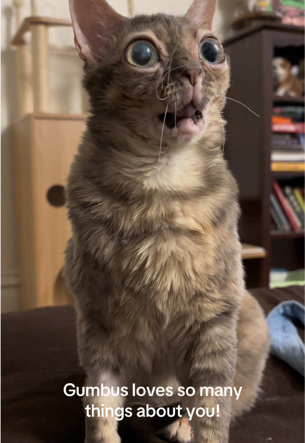 Very cool!  #cat #cutecat #rescuecat #tiktokcats #funnycat 