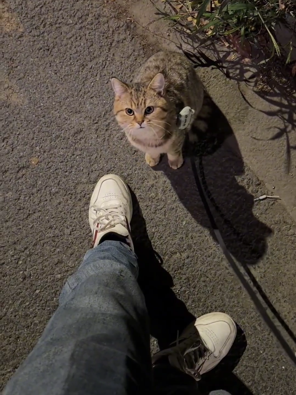 #rescue #catsoftiktok #cat 